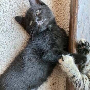 Coco Puff -  Domestic Short Hair Cat for Adoption in Philadelphia, Pennsylvania - Coco Puff | PetCurious