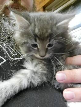 Tabitha -  Domestic Long Hair Cat for Adoption in Fredericton, New Brunswick - Tabitha | PetCurious
