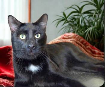 Rescue Domestic Short Hair Cats for Adoption in Rossville, Maryland - Severide | PetCurious