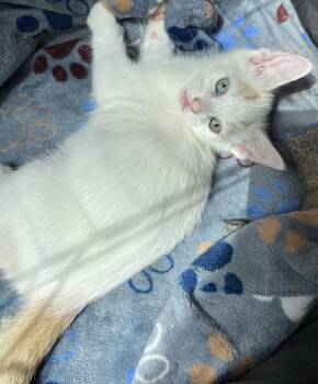 Rescue Domestic Short Hair Cats for Adoption in Washburn, Wisconsin - Barley | PetCurious