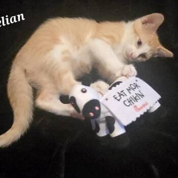 Carnelian -  Domestic Short Hair Cat for Adoption in Bentonville, Arkansas - Carnelian | PetCurious
