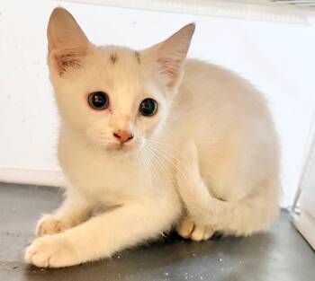 Prissy -  Domestic Medium Hair Cat for Adoption in Grand Bay, Alabama - Prissy | PetCurious
