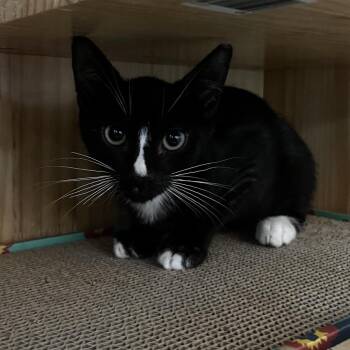Count Chocula -  Domestic Short Hair Cat for Adoption in Yucca Valley, California - Count Chocula | PetCurious