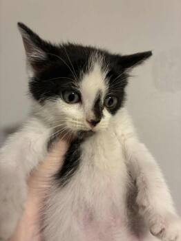 Domestic Short Hair Cats Available for Adoption in West Mifflin, Pennsylvania - Flint | PetCurious
