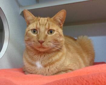 Rescue Tiger Cats for Adoption in Delhi, New York - CLIFTON | PetCurious