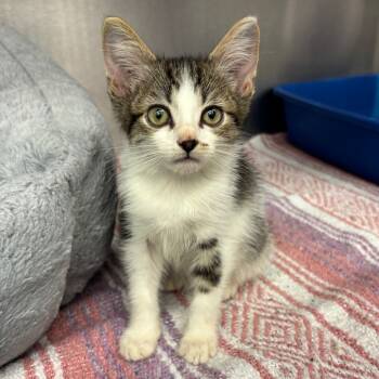 Rescue Domestic Short Hair Cats for Adoption in Los Angeles, California - Kite Hill | PetCurious