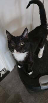 Stevie -  Domestic Short Hair Cat for Adoption in Kirksville, Missouri - Stevie | PetCurious