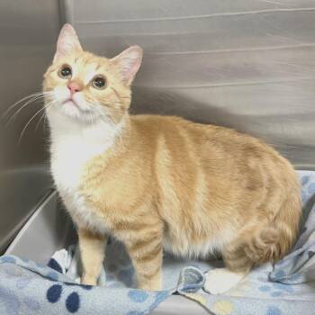 Marta -  Extra Toes Cat Hemingway Polydactyl and Domestic Short Hair Cat Available for Adoption in Marshall, Virginia - Marta | PetCurious