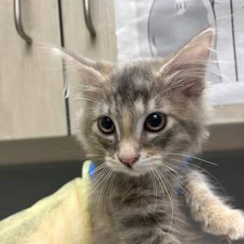 TAMMY -  Domestic Medium Hair Cat for Adoption in Las Vegas, Nevada - TAMMY | PetCurious