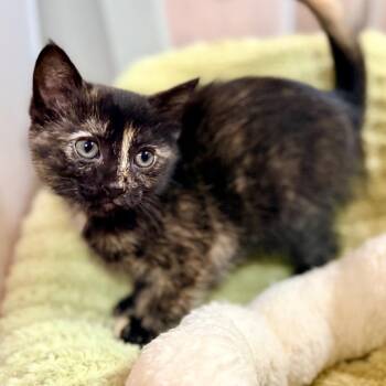 Dot -  Domestic Short Hair Cat for Adoption in Green Bay, Wisconsin - Dot | PetCurious