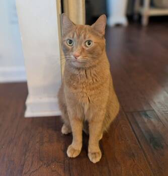 Rescue Domestic Short Hair Cats for Adoption in Carrollton, Virginia - Cheeto | PetCurious