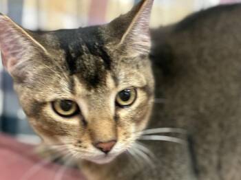 Tommy -  Tabby and Abyssinian Cat for Adoption in Walnut Creek, California - Tommy | PetCurious