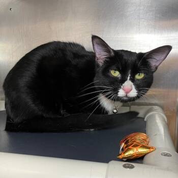 Sophia -  Domestic Short Hair Cat for Adoption in Roanoke, Virginia - Sophia | PetCurious