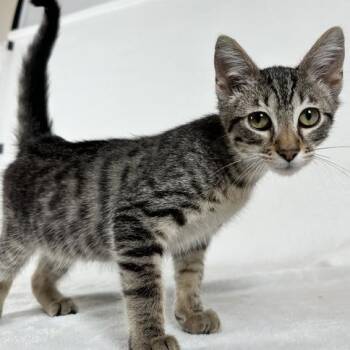Aerion -  Domestic Short Hair Cat for Adoption in Johnson City, Tennessee - Aerion | PetCurious