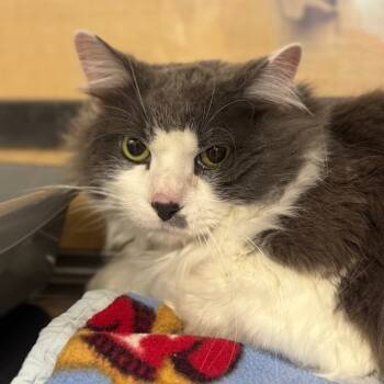 Rescue Domestic Medium Hair Cats for Adoption in Kansas City, Missouri - Gizmo | PetCurious