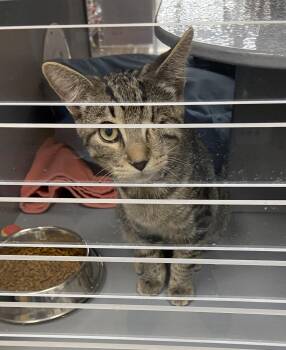 Winky & Blinky (m) (08/11/26-55,56 West Chester P -  Calico and Tabby Cat for Adoption in Greenville, Delaware - Winky & Blinky (m) (08/11/26-55,56 West Chester P | PetCurious