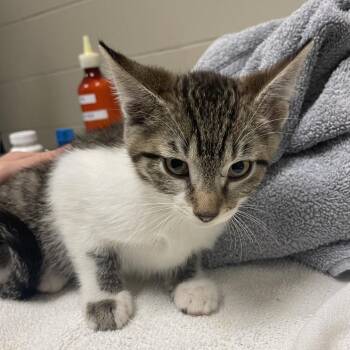 Wintergreen -  Domestic Short Hair Cat for Adoption in Bristol, Indiana - Wintergreen | PetCurious