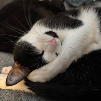 Tifa -  Domestic Short Hair Cat for Adoption in Long Beach, California - Tifa | PetCurious