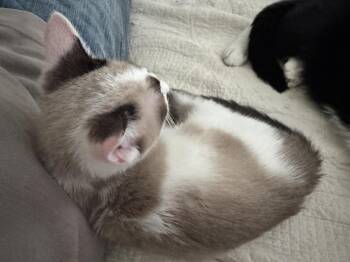 Goop -  Domestic Short Hair Cat for Adoption in Emerald Isle, North Carolina - Goop | PetCurious