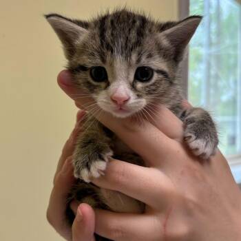 Pinky -  Domestic Short Hair Cat for Adoption in Wilmington, Delaware - Pinky | PetCurious
