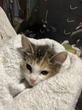 Jalapeno Brown -  Domestic Medium Hair Cat for Adoption in Chandler, Arizona - Jalapeno Brown | PetCurious