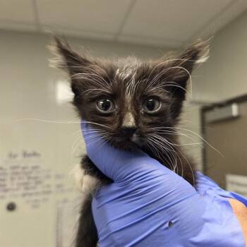 GABI - NEEDS FOSTER -  Domestic Medium Hair Cat for Adoption in Ontario, California - GABI - NEEDS FOSTER | PetCurious