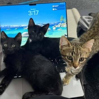 Luca Olson -  Domestic Short Hair Cat for Adoption in Eagle Mountain, Utah - Luca Olson | PetCurious