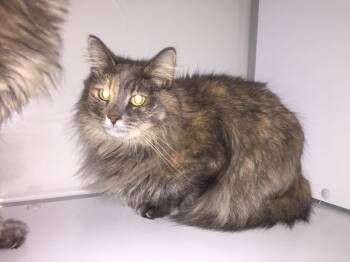 Domestic Long Hair Cats Available for Adoption - Athena | PetCurious