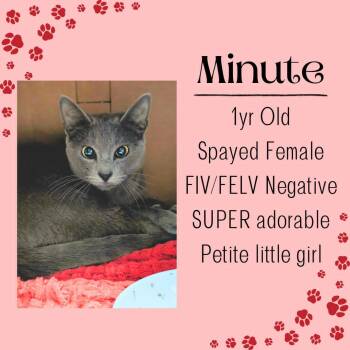 Domestic Short Hair Cats Available for Adoption in Junction City, Kansas - Minute | PetCurious
