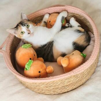 Apricot -  Calico Cat for Adoption in Coral Gables, Florida - Apricot | PetCurious