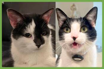 Oreo and Vanilla Bean -  Domestic Short Hair Cat for Adoption in Amherst, Massachusetts - Oreo And Vanilla Bean | PetCurious