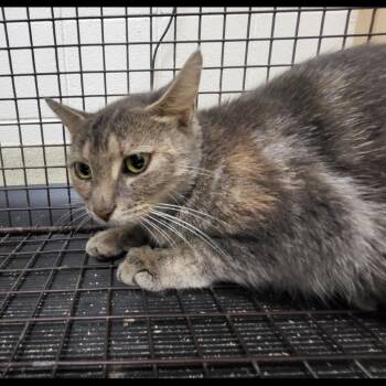 Rescue Domestic Short Hair Cats for Adoption in Windsor, Virginia - Bagel | PetCurious