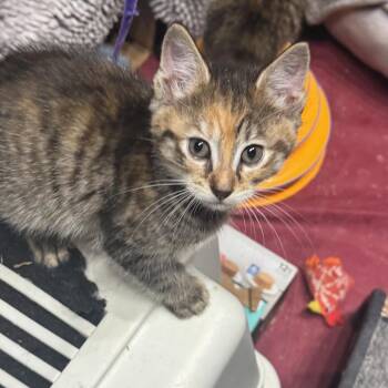 26-184 Viola -  Domestic Short Hair Cat for Adoption in North Branford, Connecticut - 26-184 Viola | PetCurious