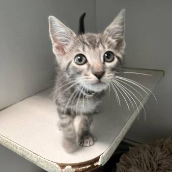 Pistachio -  Domestic Short Hair Cat for Adoption in Long Beach, California - Pistachio | PetCurious