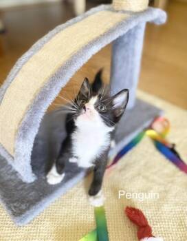 Penguin -  Domestic Short Hair Cat for Adoption in Honolulu, Hawaii - Penguin | PetCurious