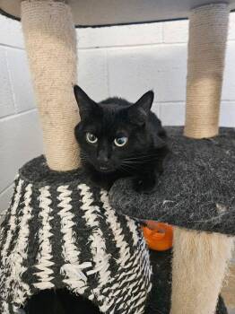 Maggie -  Domestic Short Hair Cat for Adoption in Ontario, California - Maggie | PetCurious