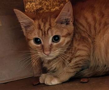 Abby -  Domestic Short Hair Cat for Adoption in Virginia Beach, Virginia - Abby | PetCurious