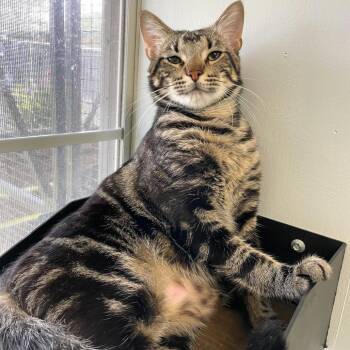 Domestic Short Hair Cats Available for Adoption - Robo Caller | PetCurious
