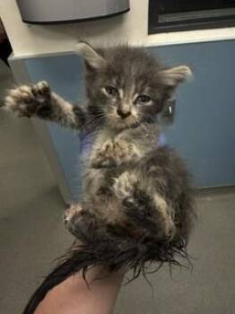 DIESEL -  Domestic Short Hair Cat Available for Adoption in Doral, Florida - DIESEL | PetCurious