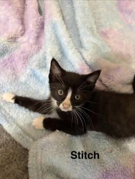 Stitch -  Domestic Short Hair Cat for Adoption in Kenhorst, Pennsylvania - Stitch | PetCurious