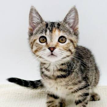 Superwoman is super tiny and super duper loving -  Bengal and Torbie Cat for Adoption in Bedford Hills, New York - Superwoman Is Super Tiny And Super Duper Loving | PetCurious