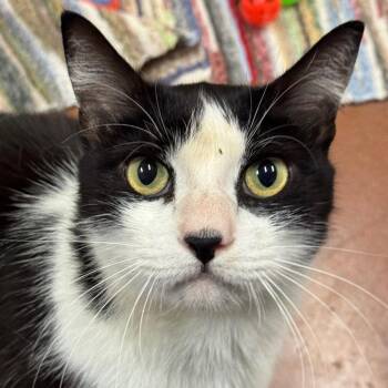 Matchi -  Domestic Short Hair Cat for Adoption in Goleta, California - Matchi | PetCurious