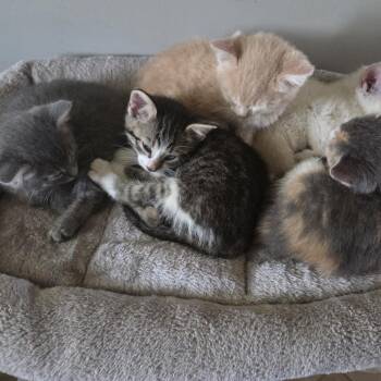 Domestic Short Hair Cats Available for Adoption in Columbia, Missouri - Twix | PetCurious