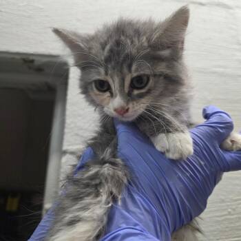 Kiwi -  Domestic Short Hair Cat for Adoption in Clanton, Alabama - Kiwi | PetCurious