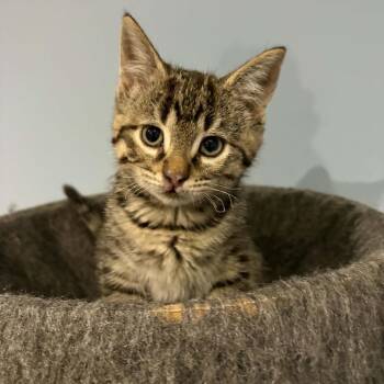 Cinder -  Domestic Short Hair Cat for Adoption in Calgary, Alberta - Cinder | PetCurious