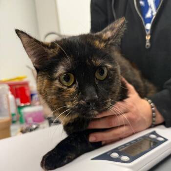 Domestic Short Hair Cats Available for Adoption - Trixi | PetCurious