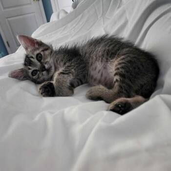 Juliet -  Domestic Short Hair Cat for Adoption in Tallahassee, Florida - Juliet | PetCurious