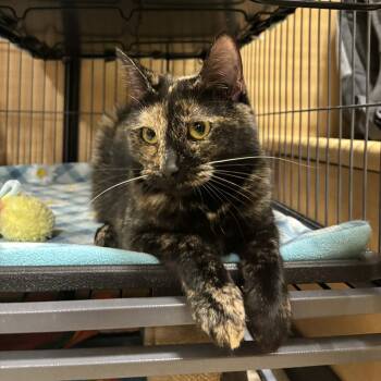 Domestic Short Hair Cats Available for Adoption - Pixie | PetCurious