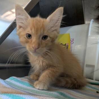 Luis -  Domestic Short Hair Cat for Adoption in Manhattan, Kansas - Luis | PetCurious