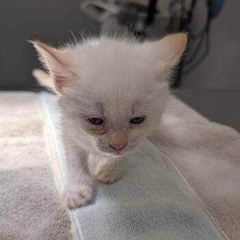 Susie -  Domestic Medium Hair Cat for Adoption in Winston-salem, North Carolina - Susie | PetCurious